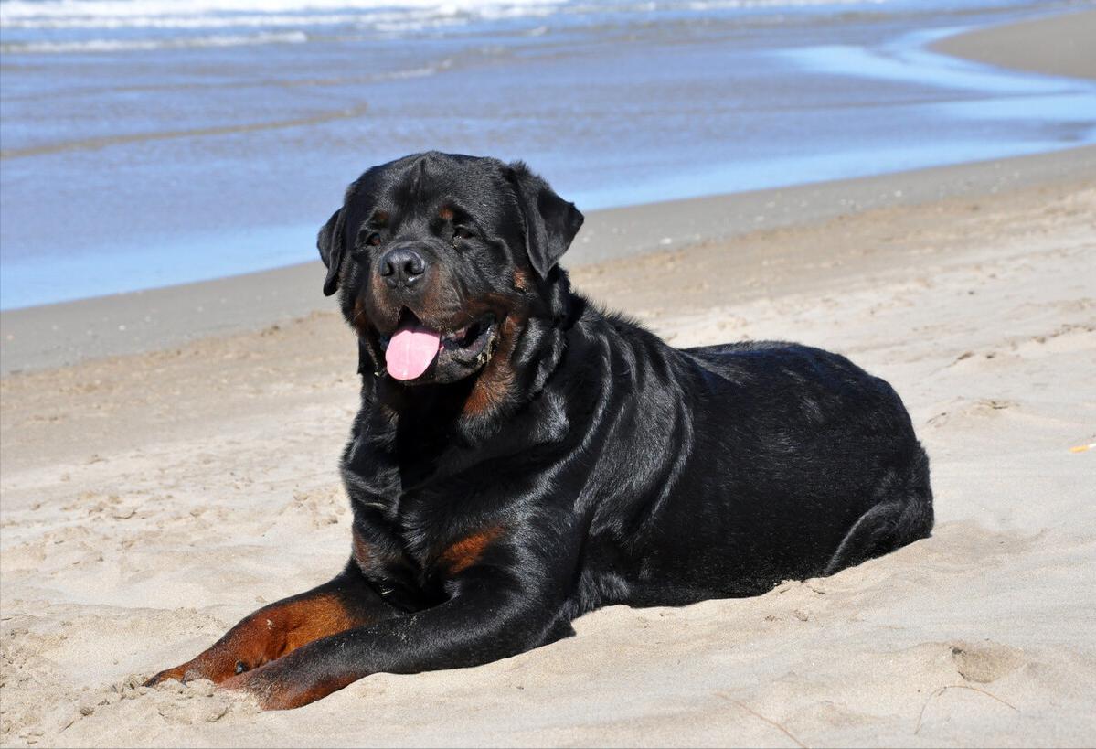 养罗威纳的十大危害你还敢养吗,哪种罗威纳最好养