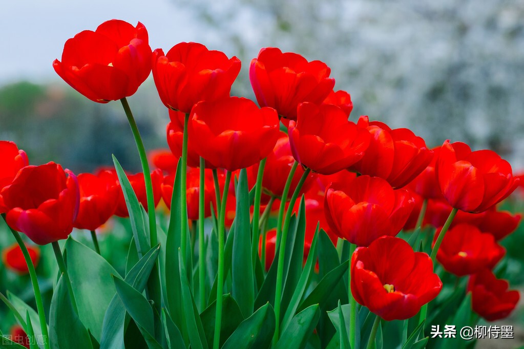 如何拍郁金香才有意境,郁金香拍照姿势怎么拍好看