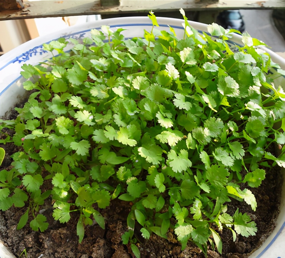 养花种菜都要阳光充足,用懒人花盆养花还需要土壤浇水吗