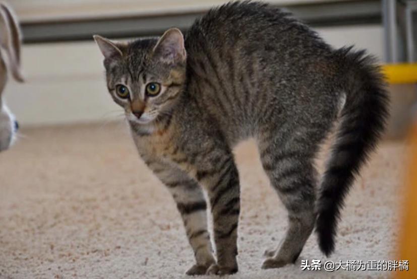 猫咪夹夹子是什么原因,猫咪夹尾巴什么意思