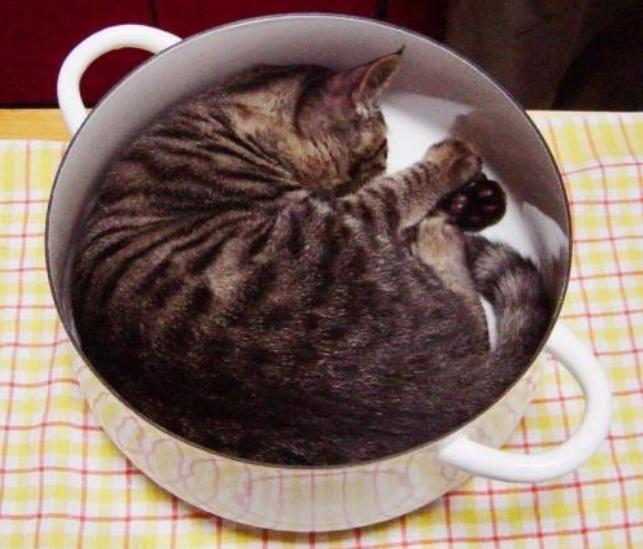 夏天猫咪怎么度过的,夏天猫咪怎么避暑旅游