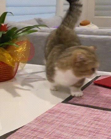 养猫首选这6种猫,养猫最好的4种人