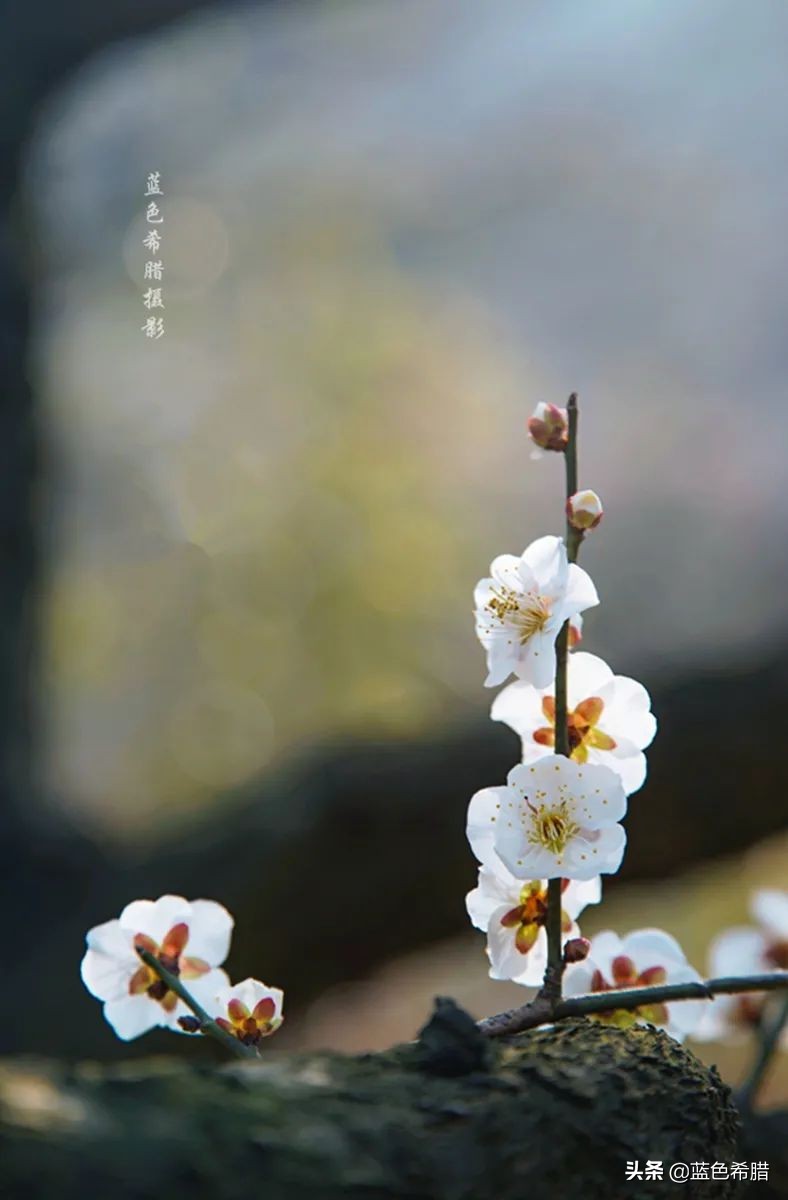 拍梅花构图技巧,梅花拍人物照姿势技巧大全