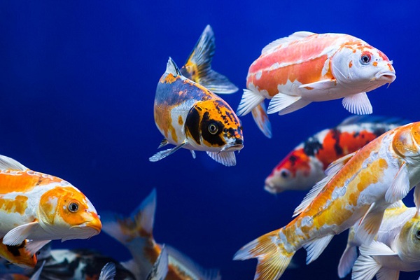 水库养鱼喂食什么鱼长得快呢,养鱼大户一般给鱼吃什么