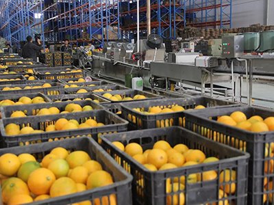 农产品电子商务发展的瓶颈,农产品电子商务思路