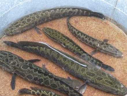 黑鱼养殖利润和成本,黑鱼养殖技术