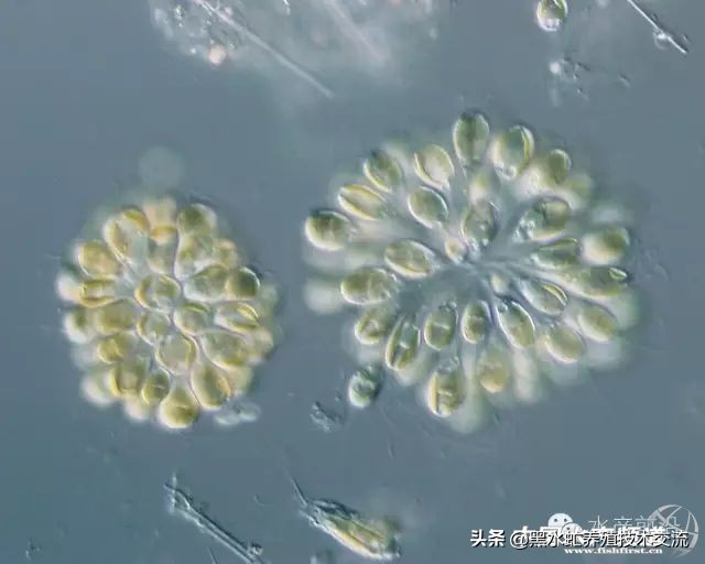 100种水产藻类,水产藻类图谱及名称