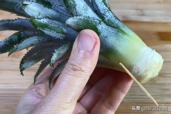 吃剩的菠萝头还能再长吗,吃完的菠萝不要扔教你做盆栽