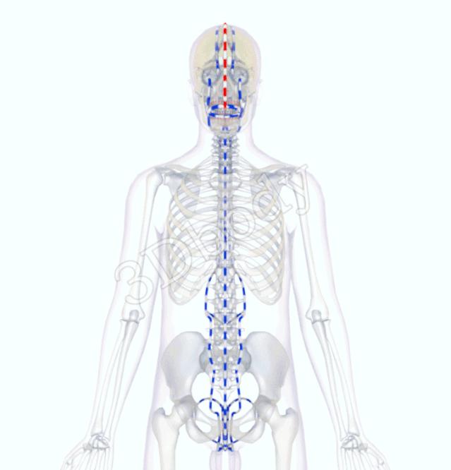 最新经络图精美3d动态循行图,经络3d动态循行图怎样制作