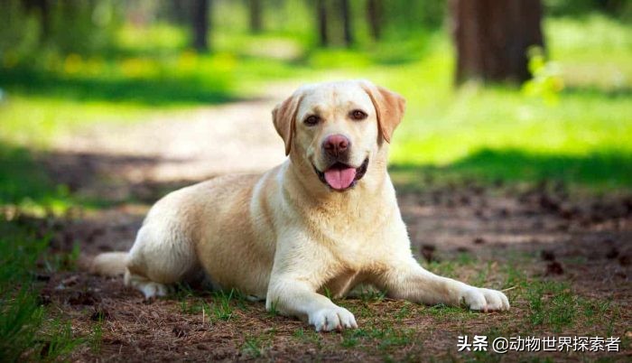 适合家庭的十大犬种,家庭宠物犬的推荐犬种