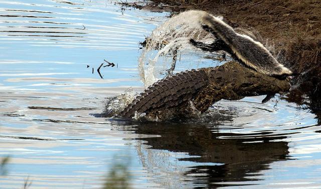 平头哥蜜獾的克星鬣狗,平头哥蜜獾为什么不怕毒液