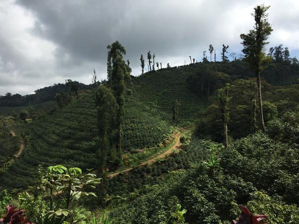 洪都拉斯咖啡豆的产区,咖啡豆洪都拉斯