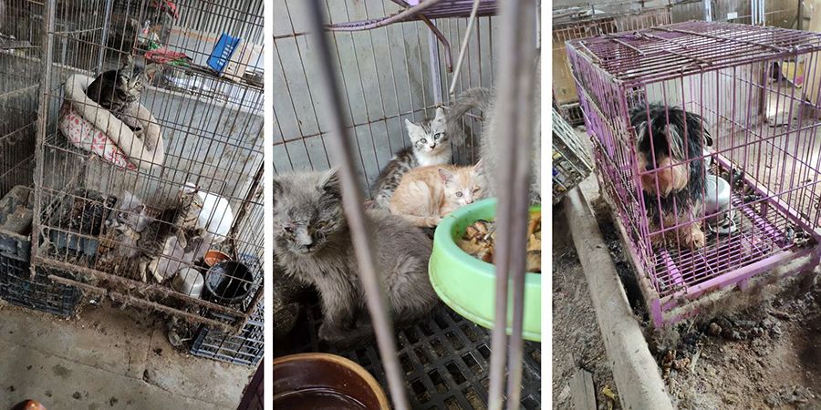 买了一只猫可是没养几天不想养了,买了一只猫不知道能不能长大