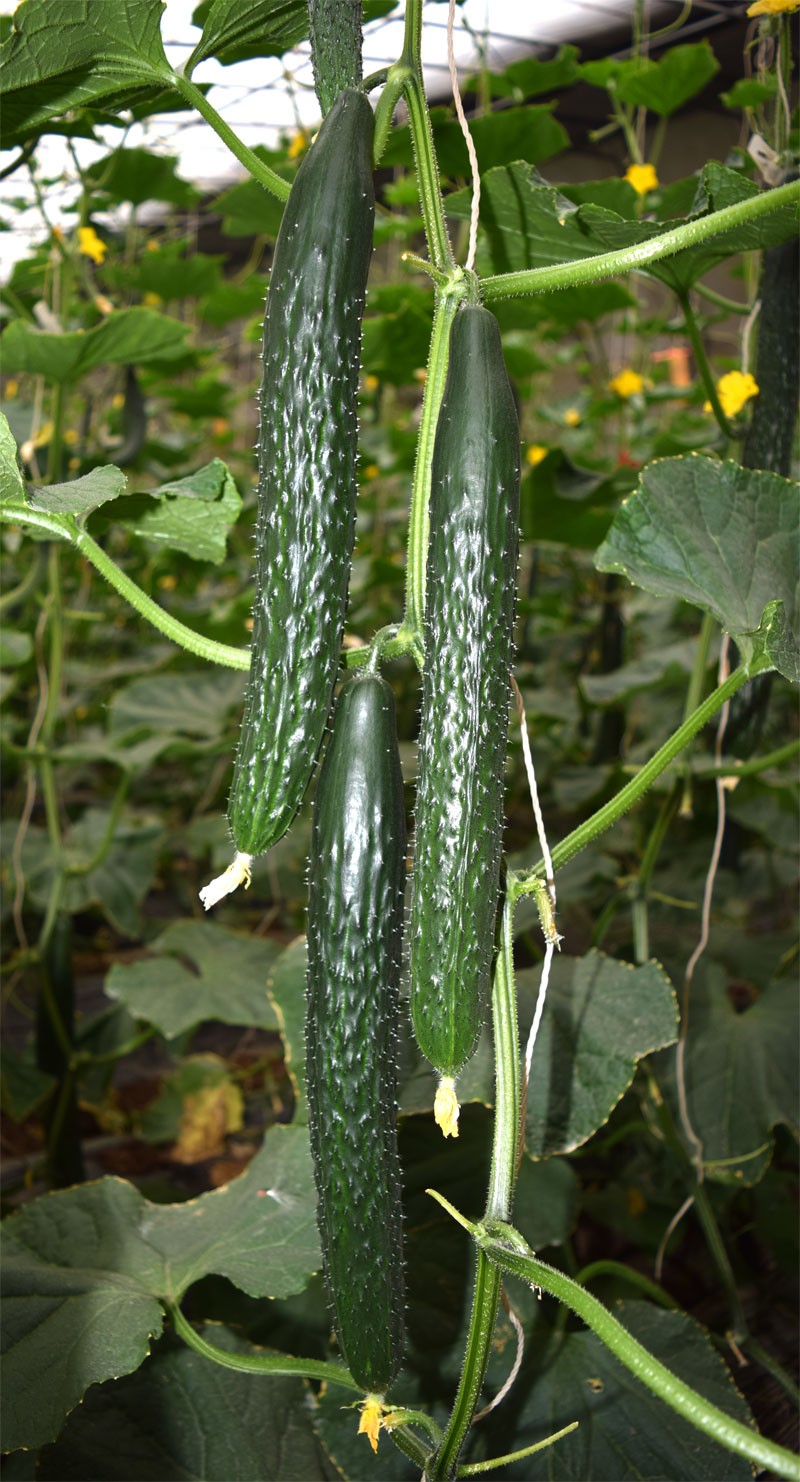 新品种黄瓜视频,黄瓜新品种大集合