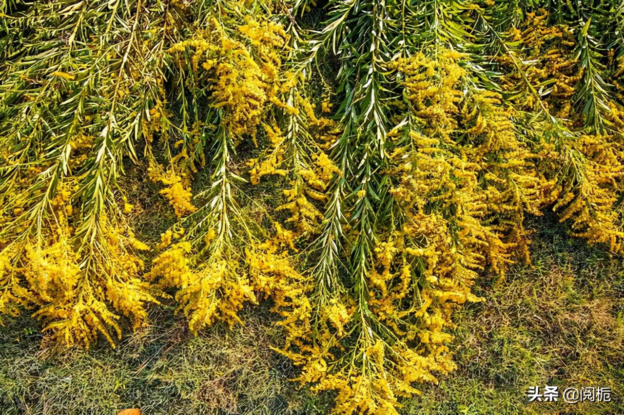 外来入侵物种，除了加拿大一枝黄花、小龙虾，你还知道哪些？