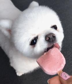 汪星人的秘密,舌头的3个小秘密