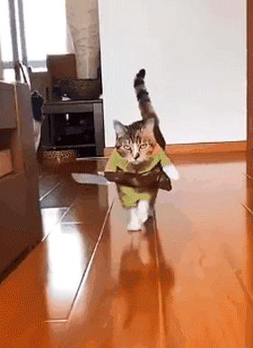 科学研究表明撸猫好处多多,撸猫已经成为了一种“病”