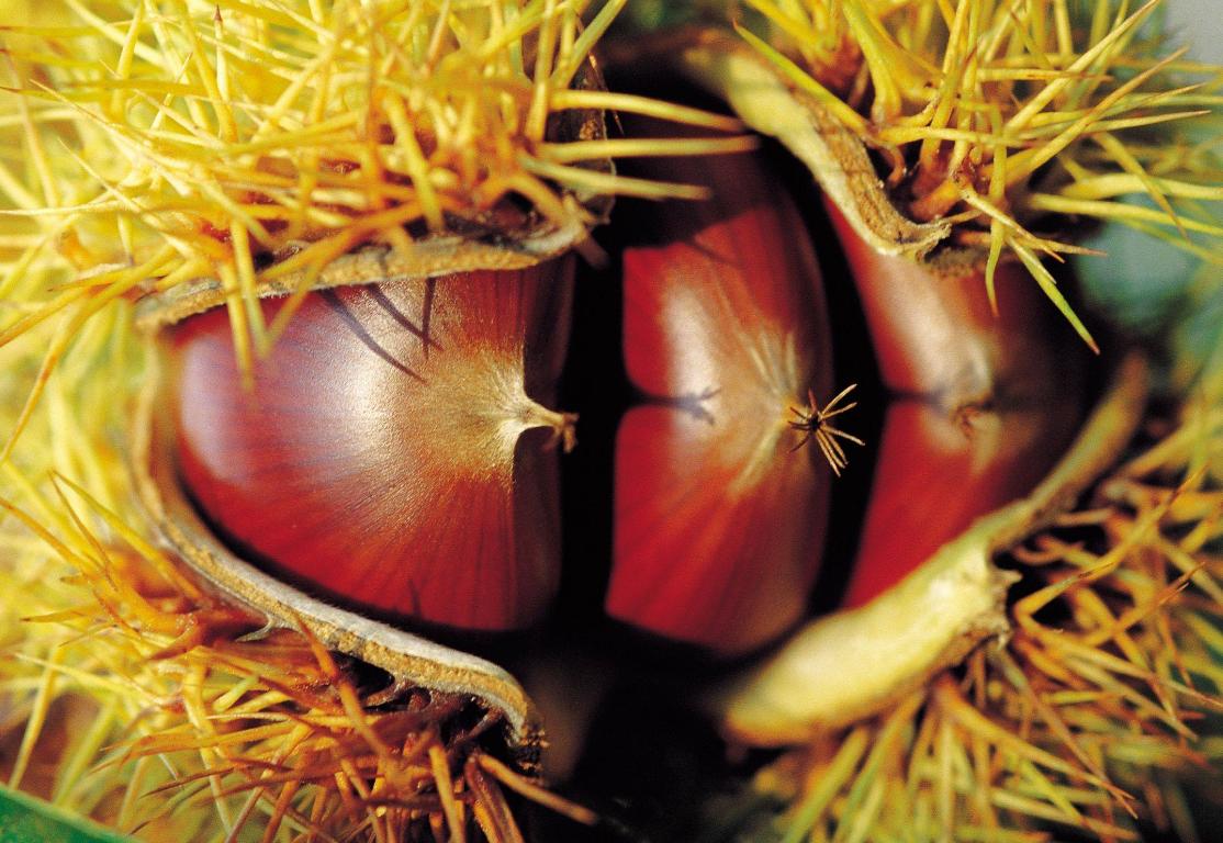 板栗和榛子哪个营养好,新鲜榛子口感是不是跟板栗一样