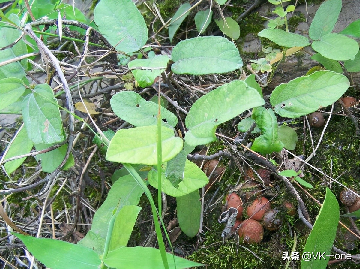 农村80后才看得懂的图和知道的经历