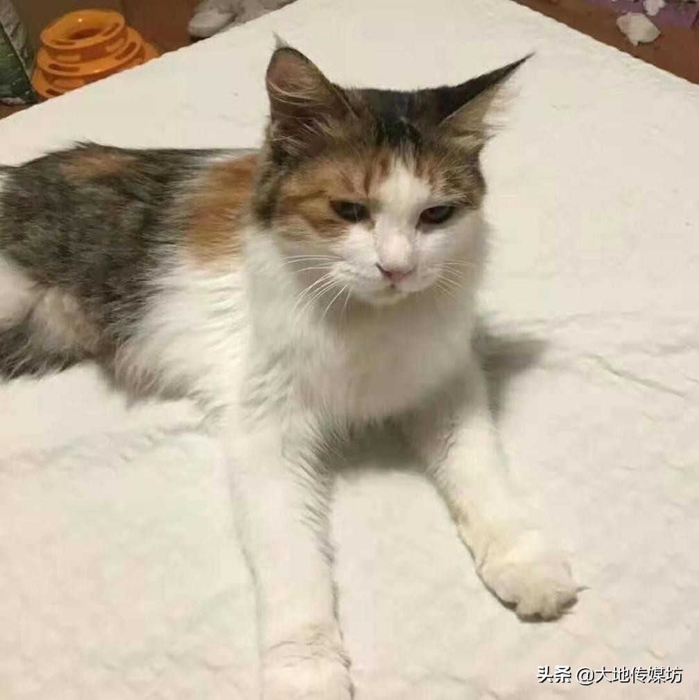 关于宠物殡葬的市场痛点,国内宠物殡葬行业真实现状