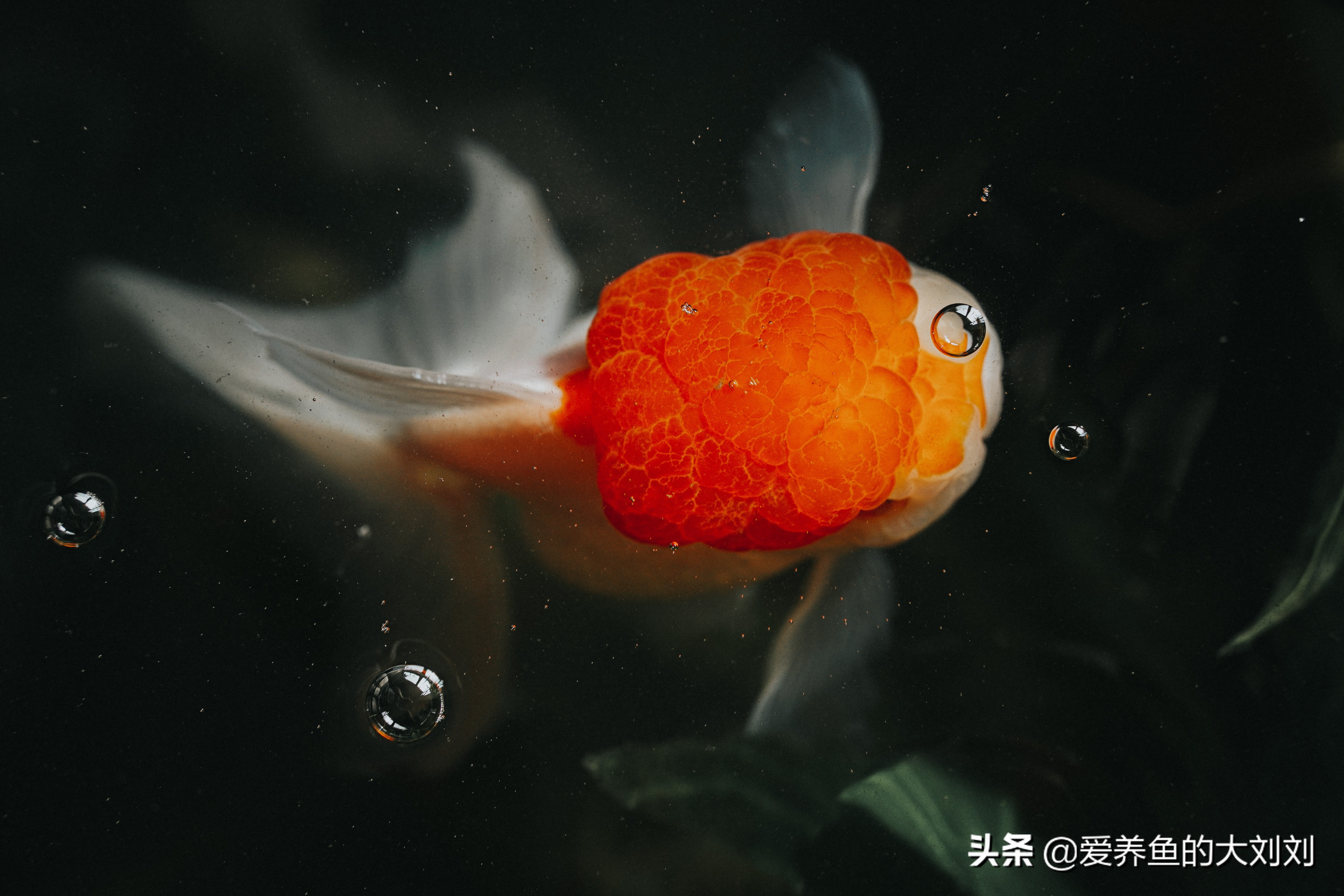 现在金鱼吃什么好养,金鱼用什么饲料养比较好