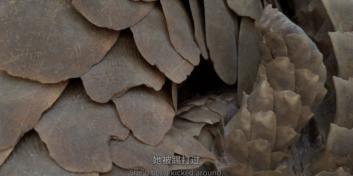 穿山甲报应,报应啊