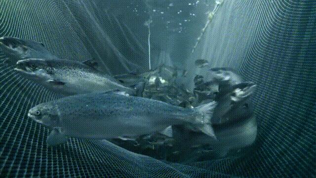 养殖鱼要在怎样的气温下才可以养,养殖鱼怎么才长得快