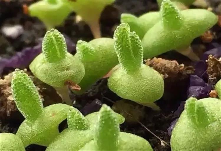 养多肉的土发霉是怎么回事,品氏泥炭土发霉了还能用吗