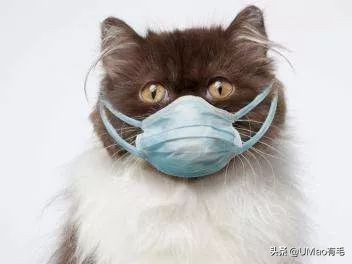 猫感冒会传染其他猫吗,猫感冒了有哪几种表现