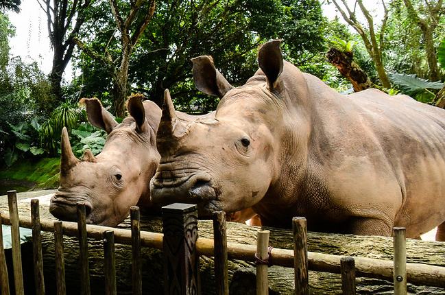 新加坡三个动物园哪个最好,新加坡动物园哪个最值得去看