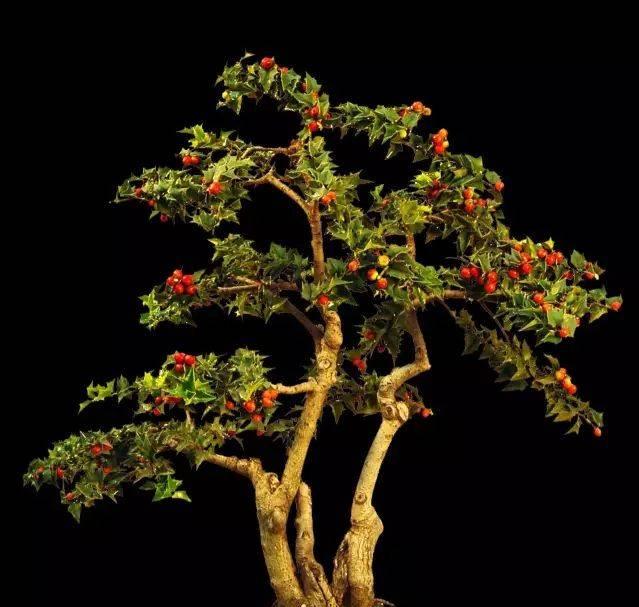 种植致富树的成功案例,农村创业种植什么树赚钱