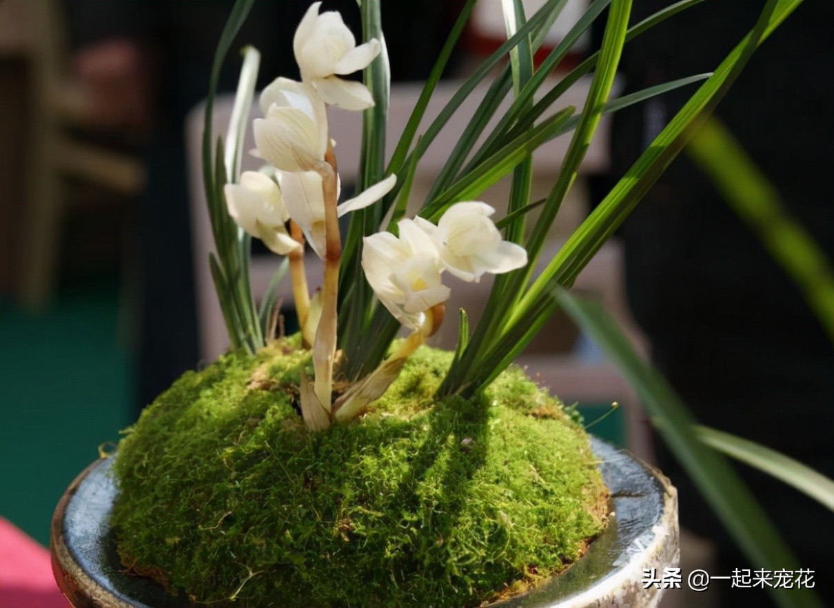 兰花中最好看的奇花,现在有花苞的兰花该怎么养护