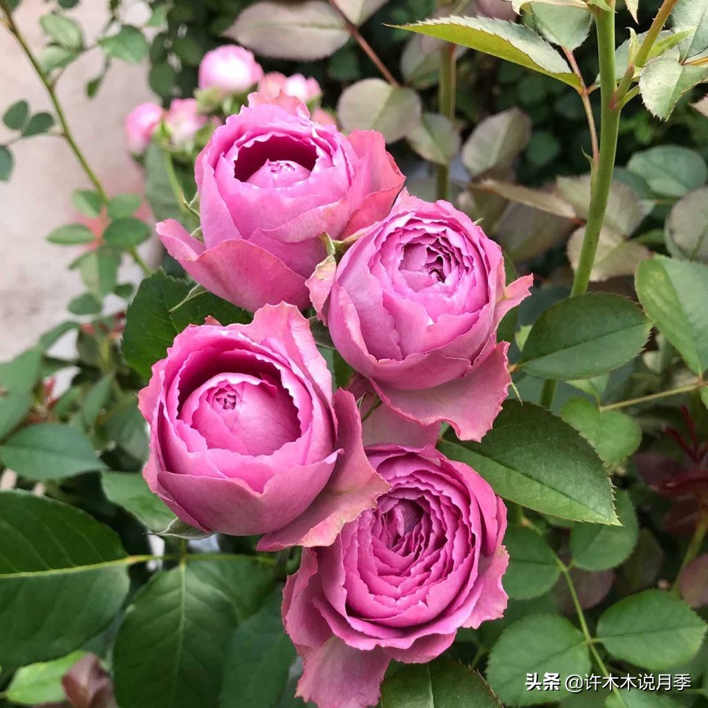 月季叶子掉光变成光杆了怎么回事？用这几招让你的月季满血复活