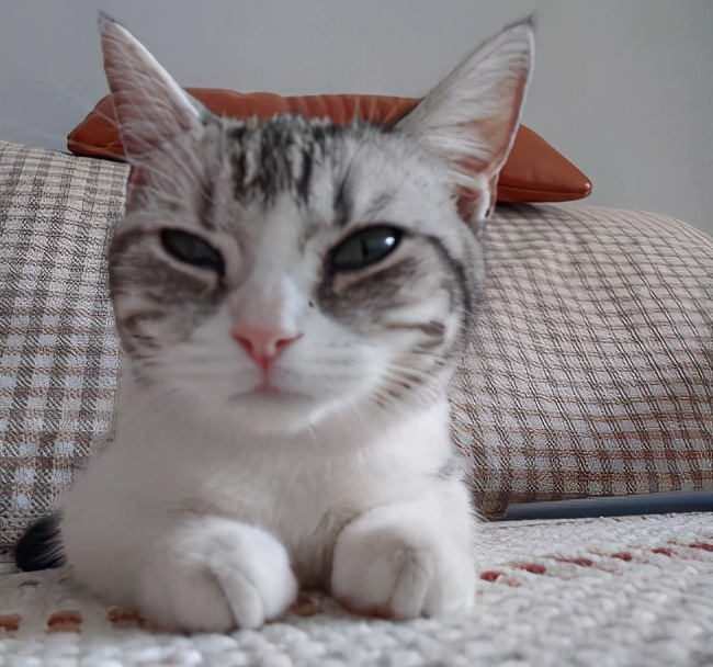 团子猫传腹治好了吗,团子的猫传腹