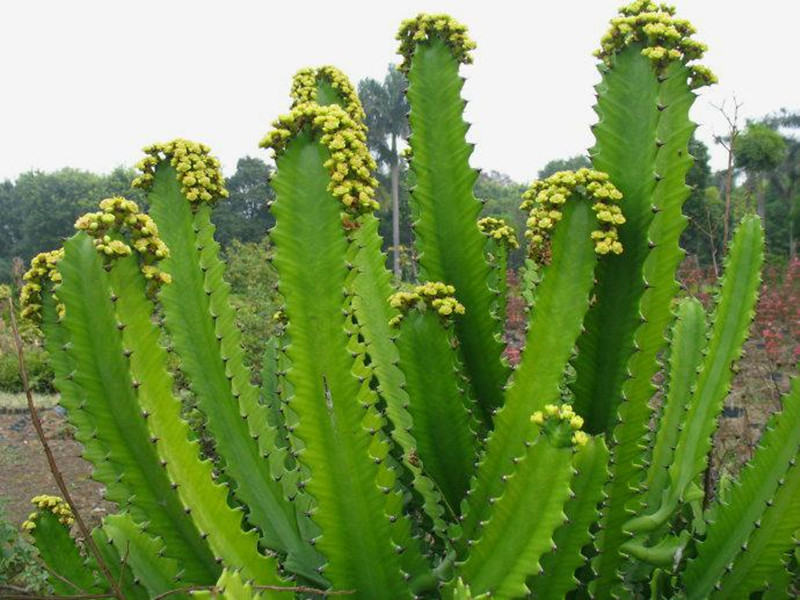 仙人掌介绍60多种独特的仙人掌,仙人掌开花的美图