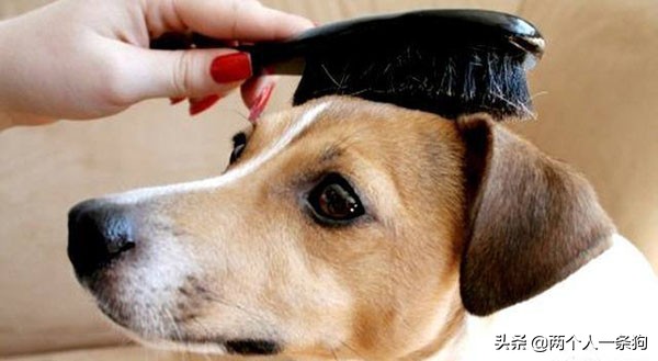 狗狗怎么预防脓皮病复发,防止狗狗皮癣病的方法