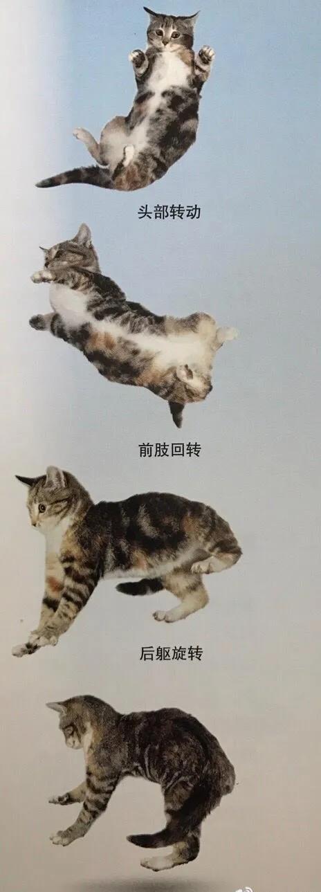 猫跳楼摔不死,猫咪跳楼真的摔不死吗