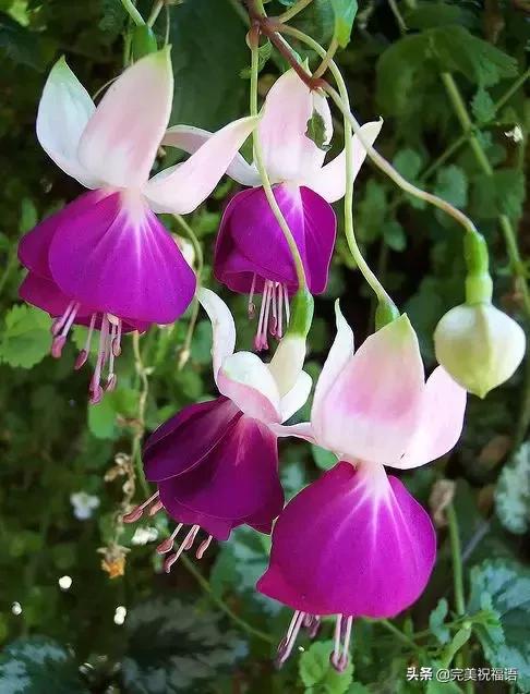 除夕快乐,第一个祝福送给你!愿你新的一年,美满幸福吉祥如意