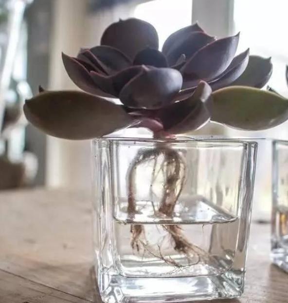 多肉长气根的原因和处理方法,多肉不长芽怎么处理