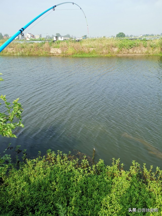 为什么大板鲫吃口很轻,大板鲫一般多少度吃口