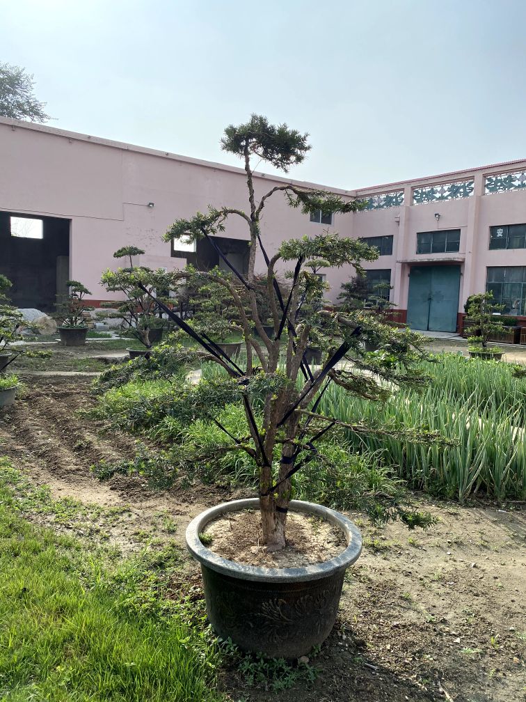 曼地亚红豆杉简介,最大的曼地亚红豆杉