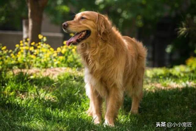 五种体味最小最干净的狗,体味重的狗哪几种