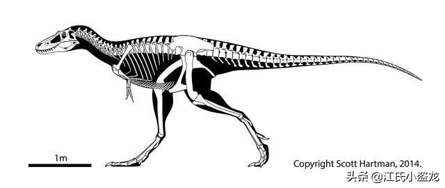 纯银版的霸王龙咬合力到底有多强,霸王龙奔跑的最大咬合力约是多少