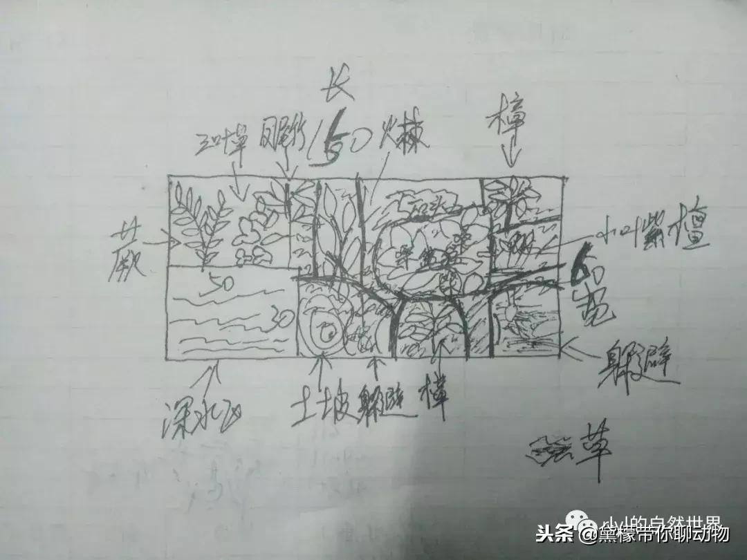 丛林造景黄缘龟池设计图大全,龟宝宝黄缘龟生态缸造景教程