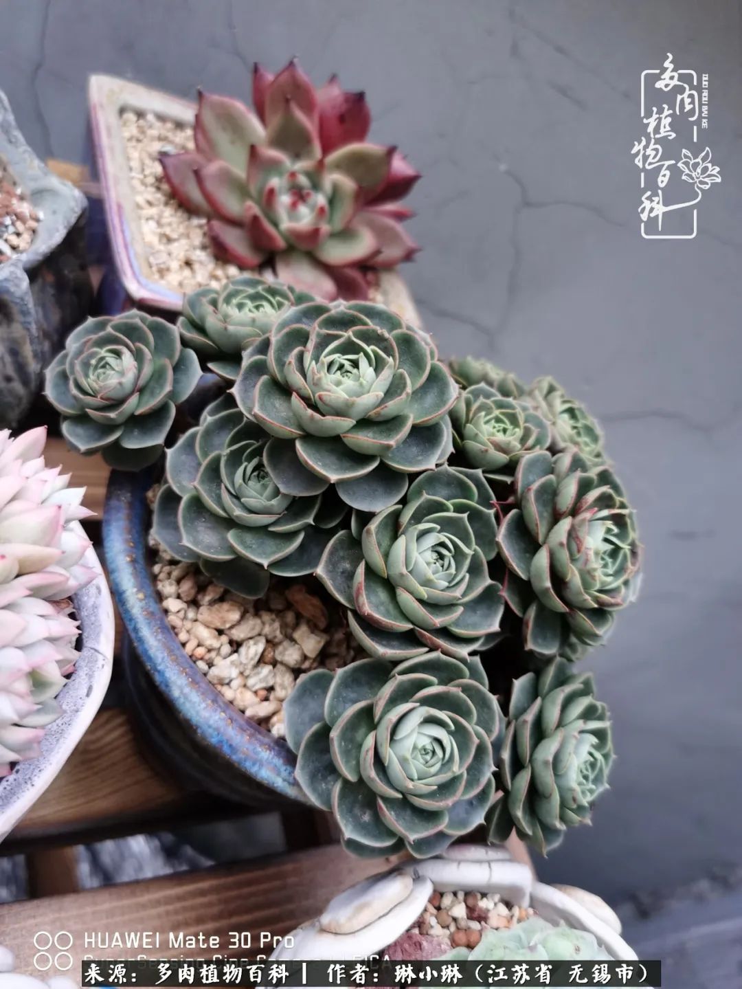 又到多肉变美时，一切都鼓励我积极向前