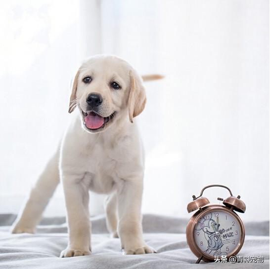 拉布拉多流鼻涕什么样子的,两个月的拉布拉多咳嗽干呕流鼻涕