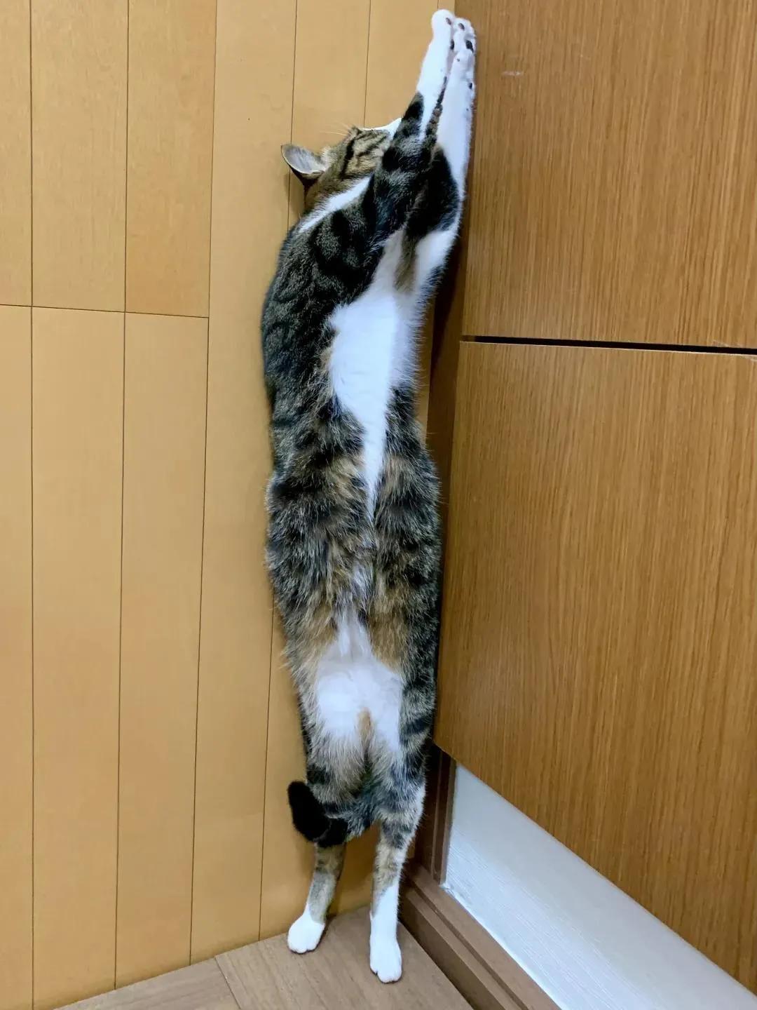 猫的终极凡尔赛：你的屏幕放不下我的腿