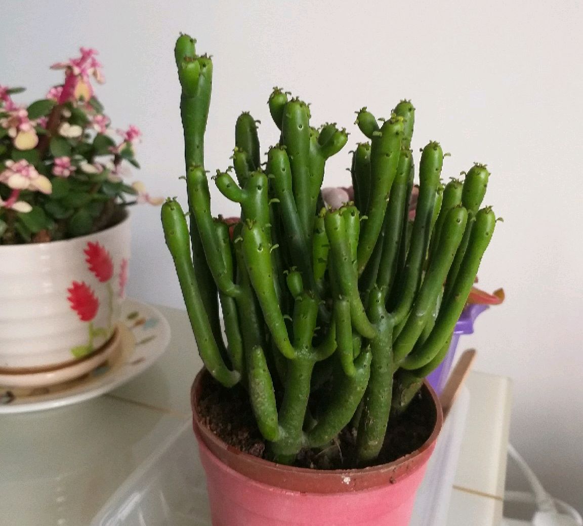 100种最毒的毒花,20种有毒的大毒花