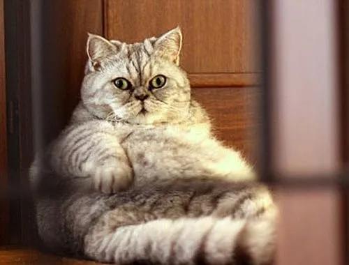 矮脚长毛大松尾拿破仑猫,长毛大尾巴拿破仑矮脚猫