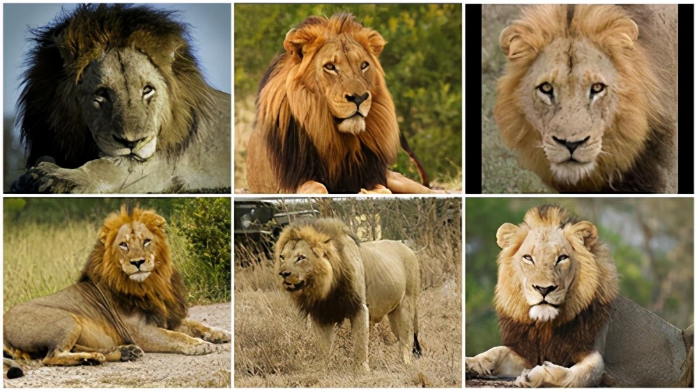 坏男孩联盟狮王之路完整版哪里看,坏男孩联盟狮王之路中文解说